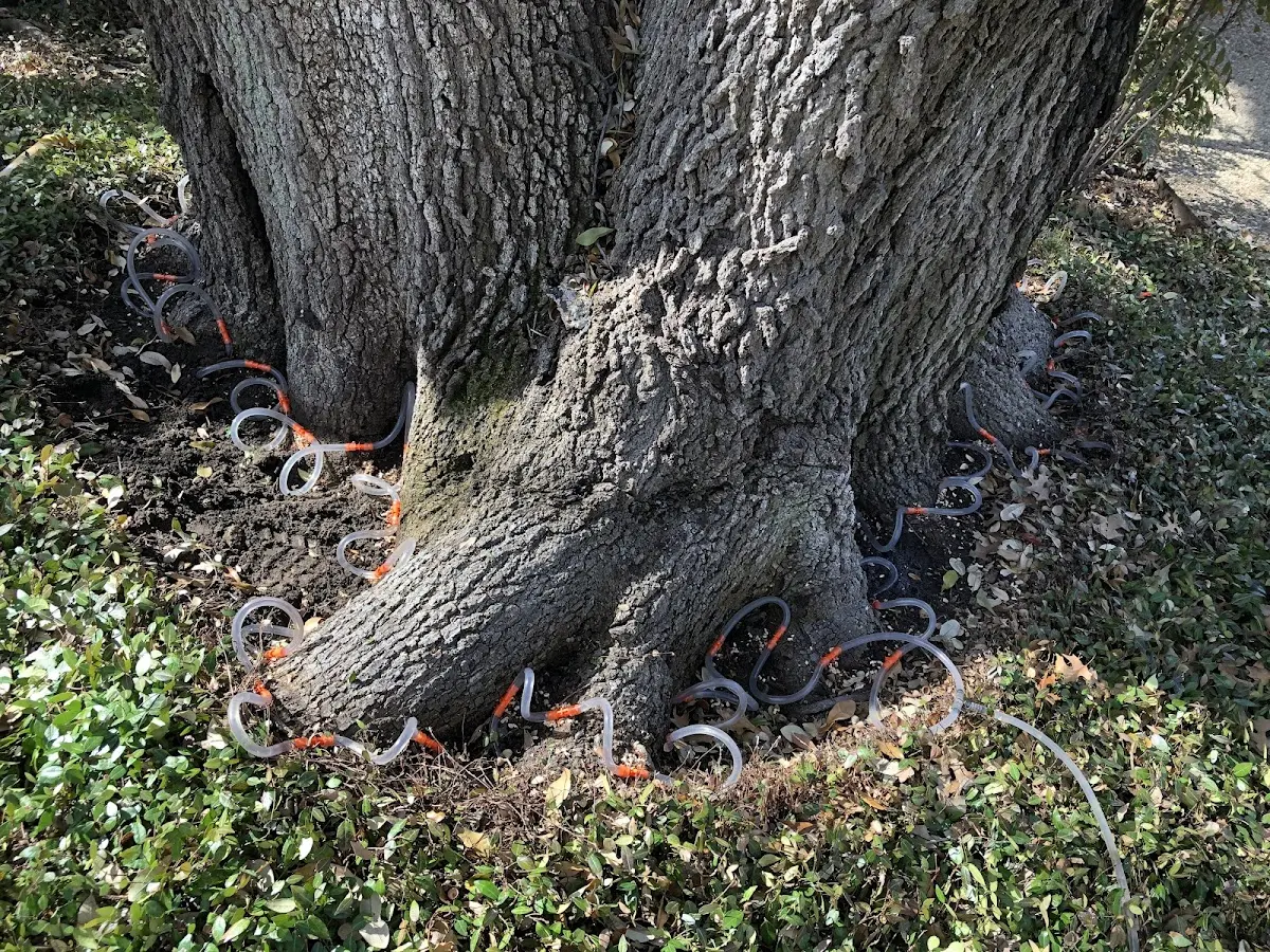 Detailed Tree Cabling and Bracing job site in Mount Joy