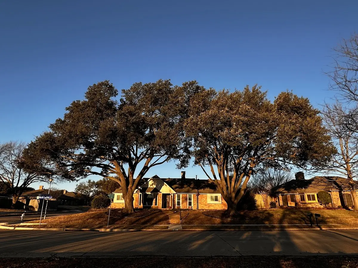 Established residential canopy tree shading a home in Mount Joy